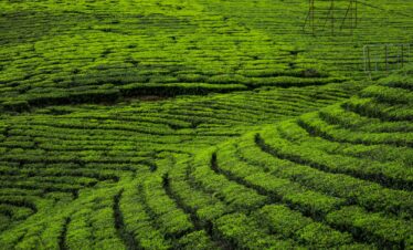 Kerala Tour